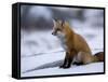 Red Fox, Vulpes Vulpes, Churchill, Manitoba, Canada-Thorsten Milse-Framed Stretched Canvas