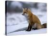 Red Fox, Vulpes Vulpes, Churchill, Manitoba, Canada-Thorsten Milse-Stretched Canvas