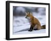 Red Fox, Vulpes Vulpes, Churchill, Manitoba, Canada-Thorsten Milse-Framed Photographic Print