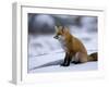 Red Fox, Vulpes Vulpes, Churchill, Manitoba, Canada-Thorsten Milse-Framed Photographic Print