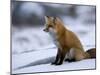Red Fox, Vulpes Vulpes, Churchill, Manitoba, Canada-Thorsten Milse-Mounted Photographic Print