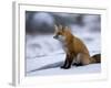 Red Fox, Vulpes Vulpes, Churchill, Manitoba, Canada-Thorsten Milse-Framed Photographic Print