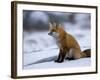 Red Fox, Vulpes Vulpes, Churchill, Manitoba, Canada-Thorsten Milse-Framed Photographic Print