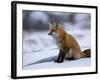 Red Fox, Vulpes Vulpes, Churchill, Manitoba, Canada-Thorsten Milse-Framed Photographic Print