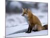 Red Fox, Vulpes Vulpes, Churchill, Manitoba, Canada-Thorsten Milse-Mounted Photographic Print