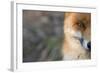 Red Fox (Vulpes Vulpes) Close-Up Of Half Of Face, Captive-Edwin Giesbers-Framed Photographic Print