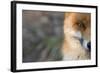 Red Fox (Vulpes Vulpes) Close-Up Of Half Of Face, Captive-Edwin Giesbers-Framed Photographic Print