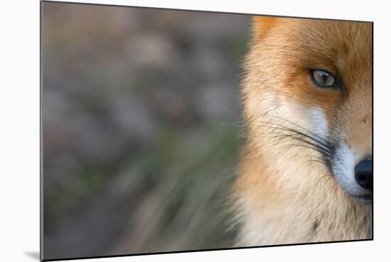 Red Fox (Vulpes Vulpes) Close-Up Of Half Of Face, Captive-Edwin Giesbers-Mounted Photographic Print