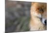 Red Fox (Vulpes Vulpes) Close-Up Of Half Of Face, Captive-Edwin Giesbers-Mounted Photographic Print