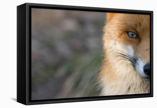 Red Fox (Vulpes Vulpes) Close-Up Of Half Of Face, Captive-Edwin Giesbers-Framed Stretched Canvas