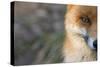 Red Fox (Vulpes Vulpes) Close-Up Of Half Of Face, Captive-Edwin Giesbers-Stretched Canvas
