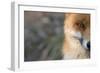 Red Fox (Vulpes Vulpes) Close-Up Of Half Of Face, Captive-Edwin Giesbers-Framed Photographic Print