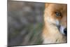 Red Fox (Vulpes Vulpes) Close-Up Of Half Of Face, Captive-Edwin Giesbers-Mounted Photographic Print