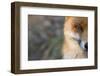 Red Fox (Vulpes Vulpes) Close-Up Of Half Of Face, Captive-Edwin Giesbers-Framed Photographic Print