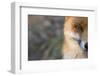 Red Fox (Vulpes Vulpes) Close-Up Of Half Of Face, Captive-Edwin Giesbers-Framed Photographic Print