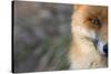 Red Fox (Vulpes Vulpes) Close-Up Of Half Of Face, Captive-Edwin Giesbers-Stretched Canvas