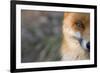 Red Fox (Vulpes Vulpes) Close-Up Of Half Of Face, Captive-Edwin Giesbers-Framed Photographic Print