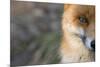 Red Fox (Vulpes Vulpes) Close-Up Of Half Of Face, Captive-Edwin Giesbers-Mounted Photographic Print