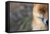 Red Fox (Vulpes Vulpes) Close-Up Of Half Of Face, Captive-Edwin Giesbers-Framed Stretched Canvas