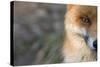 Red Fox (Vulpes Vulpes) Close-Up Of Half Of Face, Captive-Edwin Giesbers-Stretched Canvas