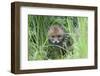 Red Fox (Vulpes Vulpes) Cub Hiding In Grass, Vosges, France, May-Fabrice Cahez-Framed Photographic Print