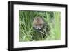 Red Fox (Vulpes Vulpes) Cub Hiding In Grass, Vosges, France, May-Fabrice Cahez-Framed Photographic Print