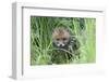 Red Fox (Vulpes Vulpes) Cub Hiding In Grass, Vosges, France, May-Fabrice Cahez-Framed Photographic Print