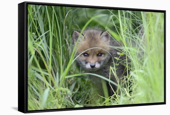 Red Fox (Vulpes Vulpes) Cub Hiding In Grass, Vosges, France, May-Fabrice Cahez-Framed Stretched Canvas