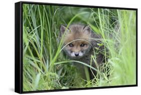 Red Fox (Vulpes Vulpes) Cub Hiding In Grass, Vosges, France, May-Fabrice Cahez-Framed Stretched Canvas