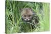 Red Fox (Vulpes Vulpes) Cub Hiding In Grass, Vosges, France, May-Fabrice Cahez-Stretched Canvas