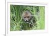 Red Fox (Vulpes Vulpes) Cub Hiding In Grass, Vosges, France, May-Fabrice Cahez-Framed Photographic Print