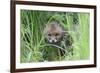 Red Fox (Vulpes Vulpes) Cub Hiding In Grass, Vosges, France, May-Fabrice Cahez-Framed Photographic Print