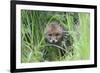 Red Fox (Vulpes Vulpes) Cub Hiding In Grass, Vosges, France, May-Fabrice Cahez-Framed Photographic Print