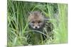 Red Fox (Vulpes Vulpes) Cub Hiding In Grass, Vosges, France, May-Fabrice Cahez-Mounted Photographic Print