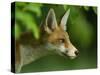 Red Fox (Vulpes Vulpes) Cub in Late Evening Light, Leicestershire, England, UK, July-Danny Green-Stretched Canvas