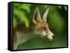 Red Fox (Vulpes Vulpes) Cub in Late Evening Light, Leicestershire, England, UK, July-Danny Green-Framed Stretched Canvas