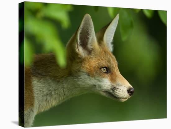 Red Fox (Vulpes Vulpes) Cub in Late Evening Light, Leicestershire, England, UK, July-Danny Green-Stretched Canvas