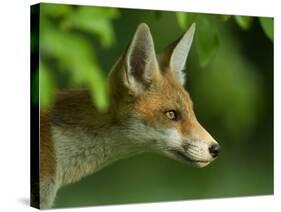 Red Fox (Vulpes Vulpes) Cub in Late Evening Light, Leicestershire, England, UK, July-Danny Green-Stretched Canvas