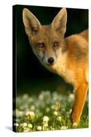 Red Fox (Vulpes Vulpes) Cub in Late Evening Light, Leicestershire, England, UK, July-Danny Green-Stretched Canvas