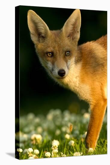 Red Fox (Vulpes Vulpes) Cub in Late Evening Light, Leicestershire, England, UK, July-Danny Green-Stretched Canvas