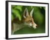 Red Fox (Vulpes Vulpes) Cub in Late Evening Light, Leicestershire, England, UK, July-Danny Green-Framed Photographic Print