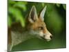 Red Fox (Vulpes Vulpes) Cub in Late Evening Light, Leicestershire, England, UK, July-Danny Green-Mounted Photographic Print