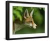 Red Fox (Vulpes Vulpes) Cub in Late Evening Light, Leicestershire, England, UK, July-Danny Green-Framed Photographic Print