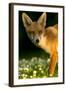Red Fox (Vulpes Vulpes) Cub in Late Evening Light, Leicestershire, England, UK, July-Danny Green-Framed Photographic Print