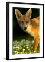 Red Fox (Vulpes Vulpes) Cub in Late Evening Light, Leicestershire, England, UK, July-Danny Green-Framed Photographic Print