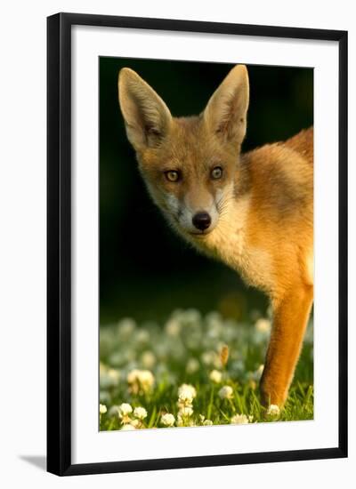 Red Fox (Vulpes Vulpes) Cub in Late Evening Light, Leicestershire, England, UK, July-Danny Green-Framed Photographic Print