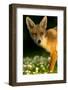 Red Fox (Vulpes Vulpes) Cub in Late Evening Light, Leicestershire, England, UK, July-Danny Green-Framed Photographic Print