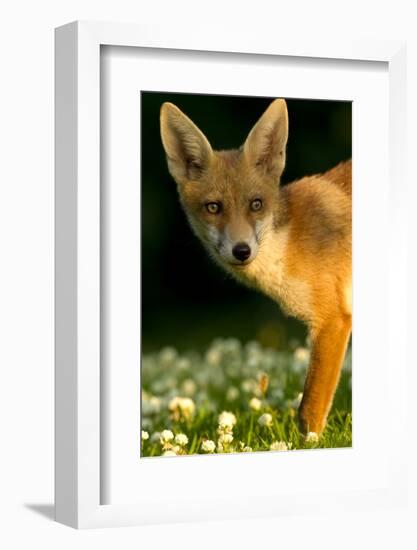 Red Fox (Vulpes Vulpes) Cub in Late Evening Light, Leicestershire, England, UK, July-Danny Green-Framed Photographic Print