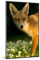 Red Fox (Vulpes Vulpes) Cub in Late Evening Light, Leicestershire, England, UK, July-Danny Green-Mounted Photographic Print