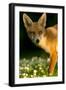 Red Fox (Vulpes Vulpes) Cub in Late Evening Light, Leicestershire, England, UK, July-Danny Green-Framed Photographic Print